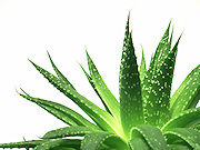 Aloe Vera Products in Canada